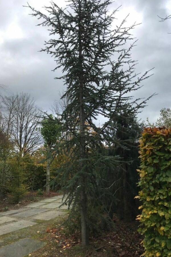 Cedrus libani ‘Glauca’ | Atlas ceder