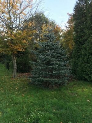 Picea pungens ‘Glauca’ | Blauwspar