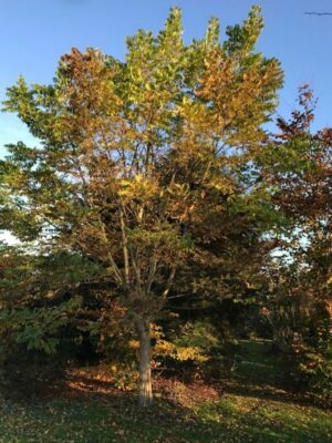 Phellodendron amurense | geelhout