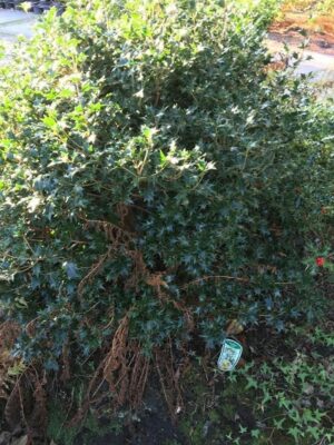Osmanthus heterophyllus | Schijnhulst