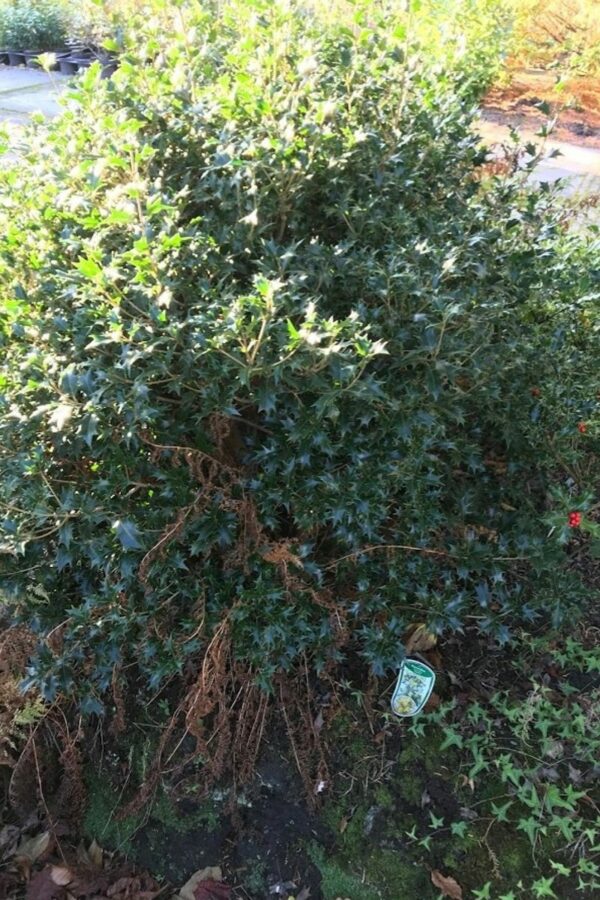 Osmanthus heterophyllus | Schijnhulst