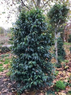 Prunus lusitanica ‘Latifolia’ | Portugese laurier