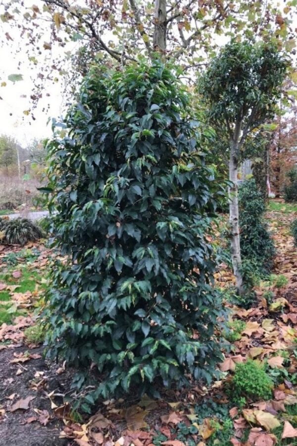 Prunus lusitanica ‘Latifolia’ | Portugese laurier