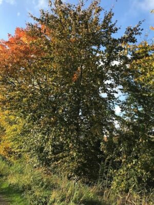 Fagus sylvatica ‘Atropurpurea’ | Rode Beuk