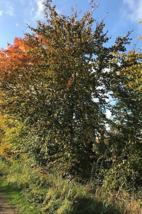 Fagus sylvatica ‘Atropurpurea’ | Rode Beuk